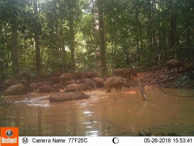 ภาพสุดประทับใจผืนป่าไทย! พบสัตว์ป่าหลากหลายสายพันธุ์ ในผืนป่าเขตฯ คลองนาคา