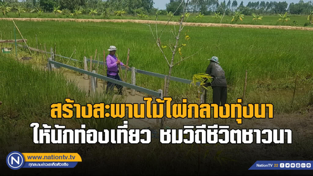 สร้างสะพานไม้ไผ่กลางทุ่งนา ให้นักท่องเที่ยว ชมวิถีชีวิตชาวนา