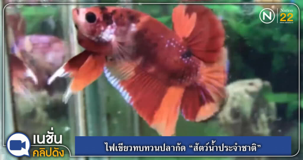 (คลิปข่าว) ไฟเขียวทบทวนปลากัด "สัตว์น้ำประจำชาติ" (คลิปข่าว) ไฟเขียวทบทวนปลากัด "สัตว์น้ำประจำชาติ"