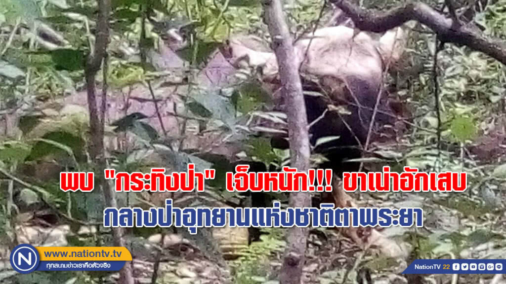 พบ "กระทิงป่า" เจ็บหนัก ขาเน่าอักเสบ กลางป่าอุทยานแห่งชาติตาพระยา