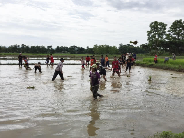 รวมพลังเยาวชน ลงแขกถอนกล้า-ดำนา สืบสานศก.พอเพียง ในหลวง ร.9
