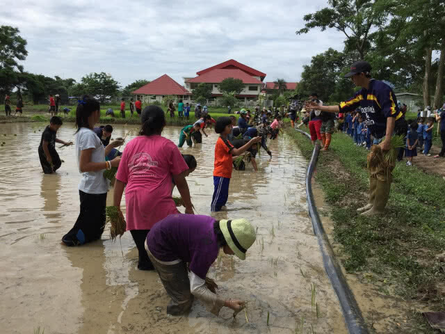 รวมพลังเยาวชน ลงแขกถอนกล้า-ดำนา สืบสานศก.พอเพียง ในหลวง ร.9