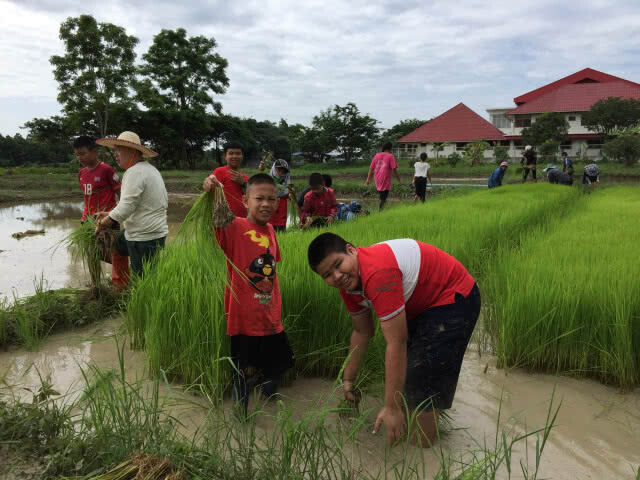 รวมพลังเยาวชน ลงแขกถอนกล้า-ดำนา สืบสานศก.พอเพียง ในหลวง ร.9