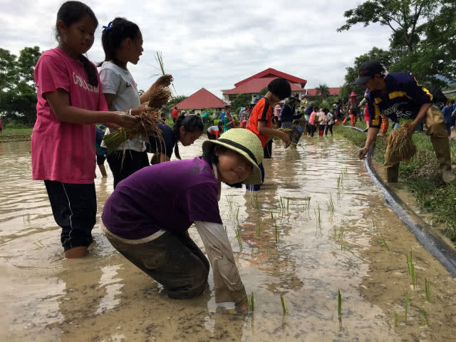 รวมพลังเยาวชน ลงแขกถอนกล้า-ดำนา สืบสานศก.พอเพียง ในหลวง ร.9