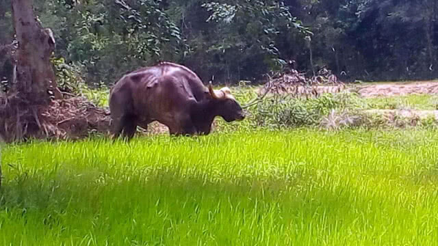 พบ "กระทิงป่า" เจ็บหนัก ขาเน่าอักเสบ กลางป่าอุทยานแห่งชาติตาพระยา