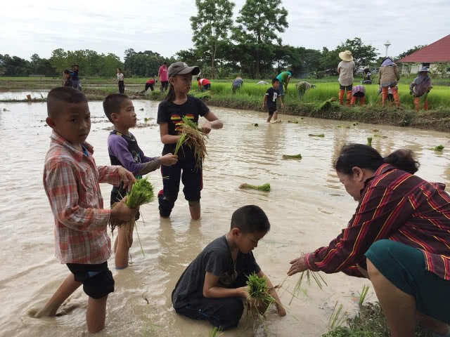 รวมพลังเยาวชน ลงแขกถอนกล้า-ดำนา สืบสานศก.พอเพียง ในหลวง ร.9