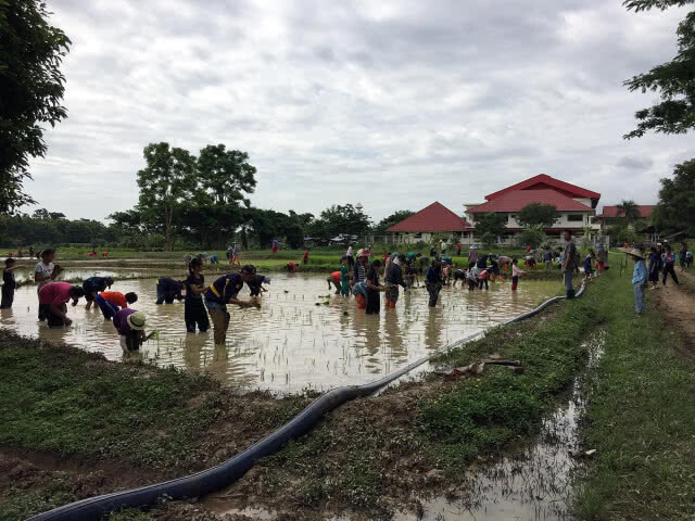 รวมพลังเยาวชน ลงแขกถอนกล้า-ดำนา สืบสานศก.พอเพียง ในหลวง ร.9