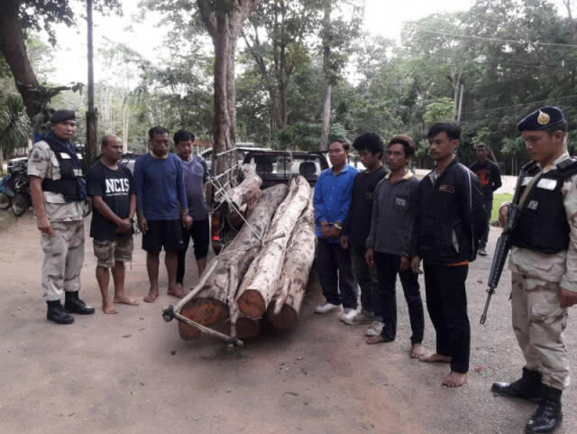 รวบนักการเมืองท้องถิ่นดัง ลอบตัดไม้พยุงป่าโล่ใหญ่ตาดโตน