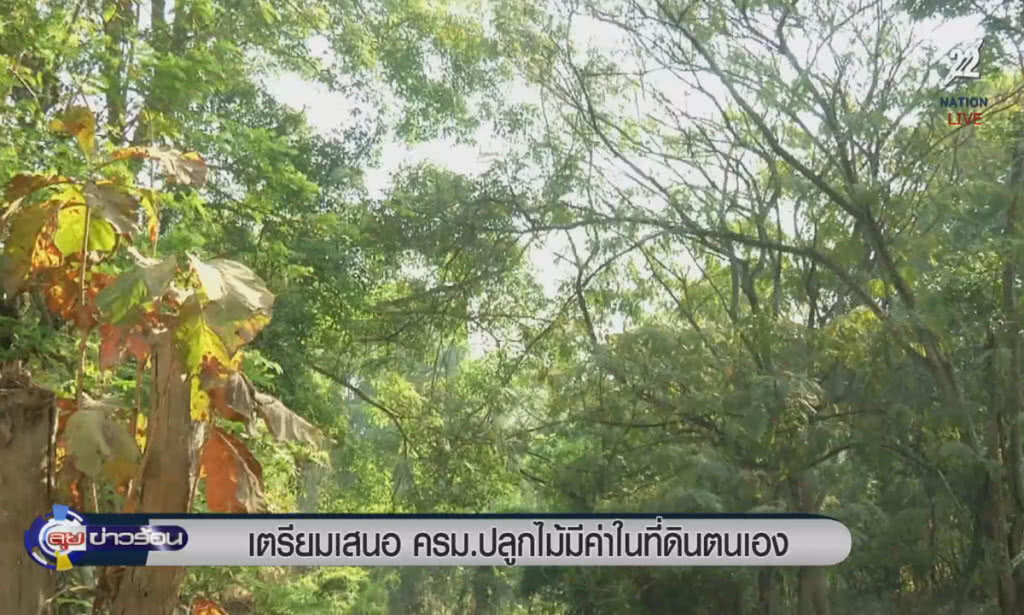 (คลิปข่าว) เตรียมเสนอ ครม.ปลูกไม้มีค่าในที่ดินตนเอง (คลิปข่าว) เตรียมเสนอ ครม.ปลูกไม้มีค่าในที่ดินตนเอง