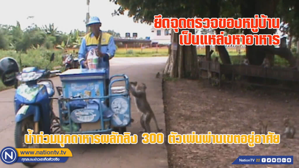 น้ำท่วมมุกดาหารผลักลิง 300 ตัวเพ่นพ่านเขตอยู่อาศัย เอาไม้กั้นขวางผู้ผ่านทางเลียนแบบคน