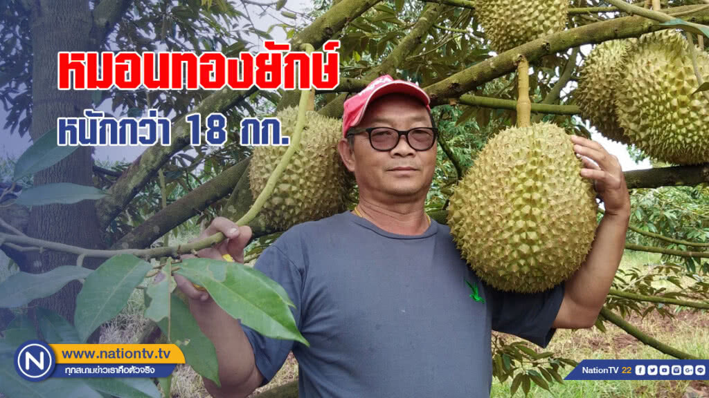ตะลึง!! พบทุเรียนพันธุ์หมอนทองยักษ์ ลูกเดียวหนักประมาณ 18 กิโลกรัม ตะลึง!! พบทุเรียนพันธุ์หมอนทองยักษ์ ลูกเดียวหนักประมาณ 18 กิโลกรัม