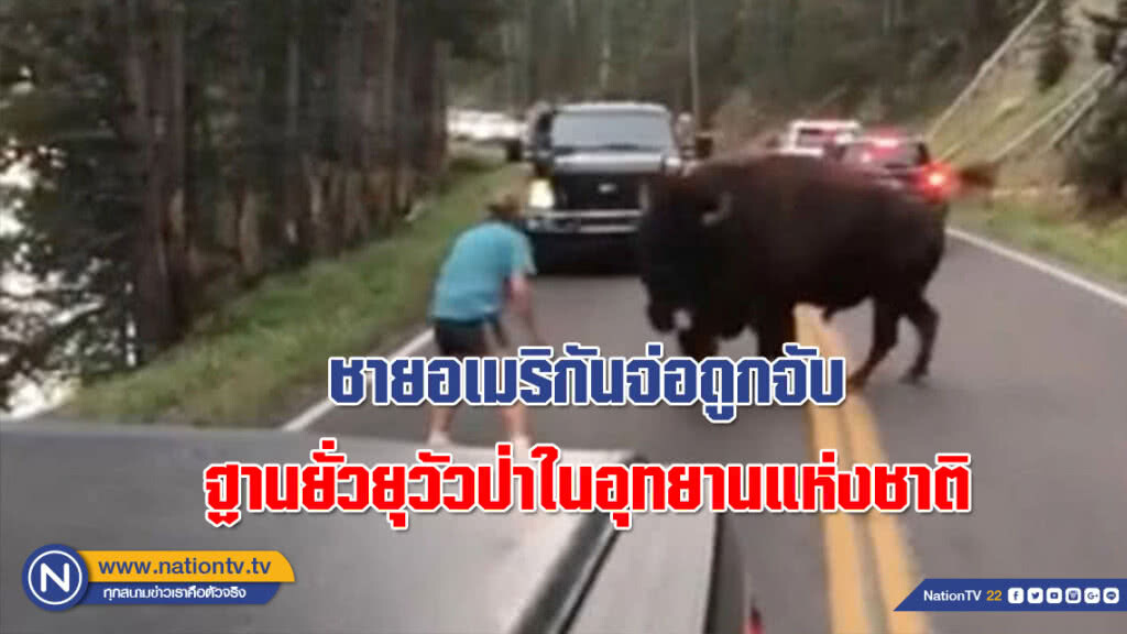 เหตุคล้ายๆ ที่เขาใหญ่! ชายอเมริกันจ่อถูกจับฐานยั่วยุวัวป่าในอุทยานแห่งชาติ