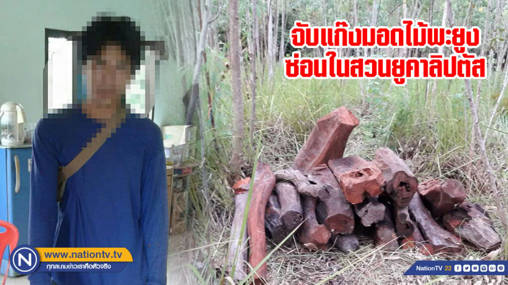 จับแก๊งมอดไม้พะยูงซ่อนในสวนยูคาลิปตัส จับแก๊งมอดไม้พะยูงซ่อนในสวนยูคาลิปตัส