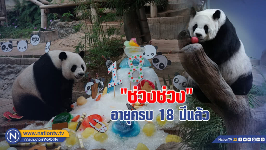 สวนสัตว์เชียงใหม่จัดฉลองวันเกิดให้แพนด้า "ช่วงช่วง" อายุครบ 18 ปี