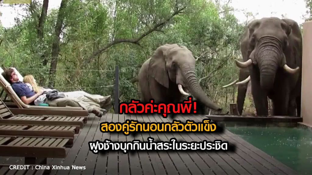กลัวค่ะคุณพี่! ....สองคู่รักนอนกลัวตัวแข็งฝูงช้างบุกกินน้ำสระในระยะประชิด กลัวค่ะคุณพี่! ....สองคู่รักนอนกลัวตัวแข็งฝูงช้างบุกกินน้ำสระในระยะประชิด