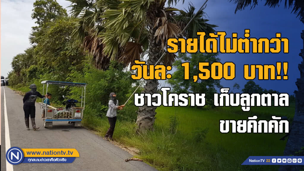 รายได้ไม่ต่ำกว่าวันละ 1,500 บาท!! ชาวโคราช เก็บลูกตาล ขายคึกคัก