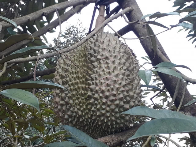 ตะลึง!! พบทุเรียนพันธุ์หมอนทองยักษ์ ลูกเดียวหนักประมาณ 18 กิโลกรัม