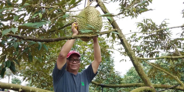 ตะลึง!! พบทุเรียนพันธุ์หมอนทองยักษ์ ลูกเดียวหนักประมาณ 18 กิโลกรัม