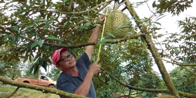 ตะลึง!! พบทุเรียนพันธุ์หมอนทองยักษ์ ลูกเดียวหนักประมาณ 18 กิโลกรัม