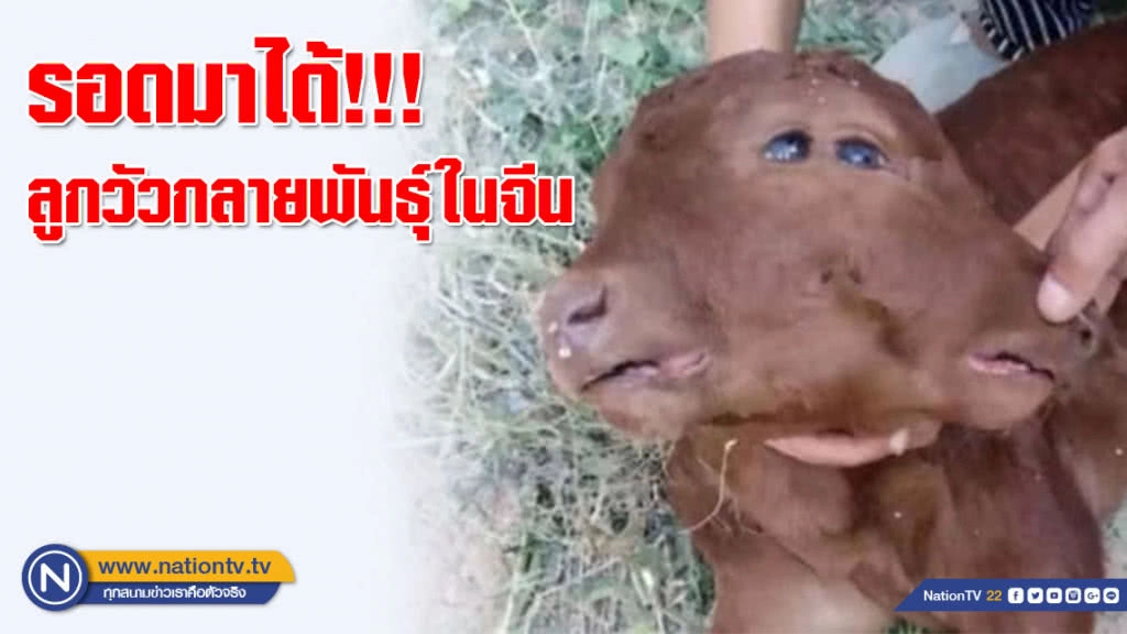 ลูกวัวกลายพันธุ์ในจีน!!! มีสองหน้า สองปาก สี่ตา และยังรอด
