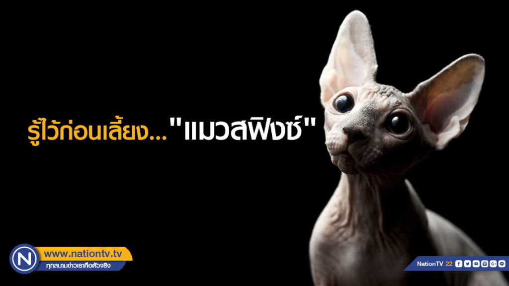 รู้ไว้ก่อนเลี้ยง"แมวสฟิงซ์"