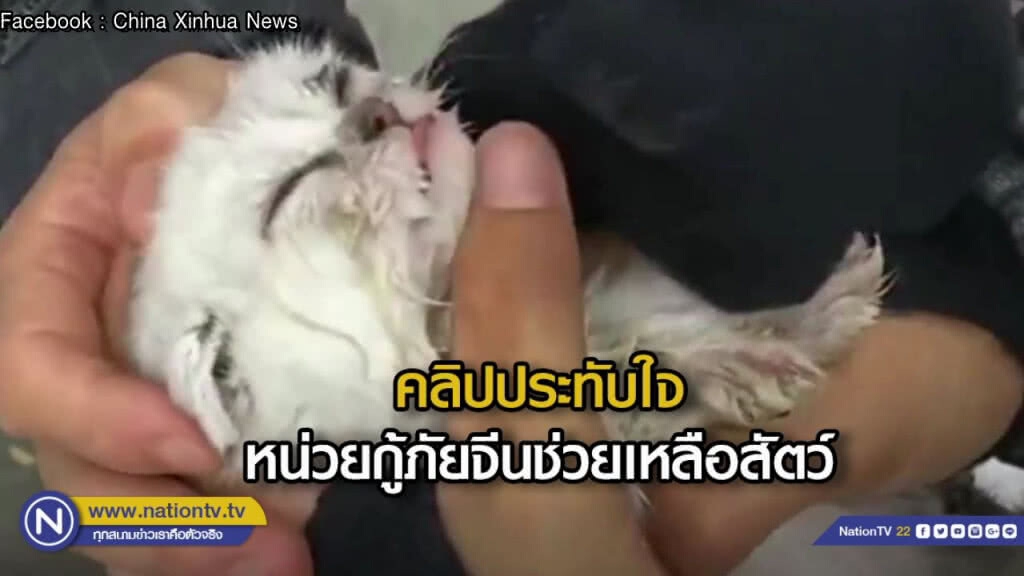 คลิปประทับใจหน่วยกู้ภัยจีนช่วยเหลือสัตว์