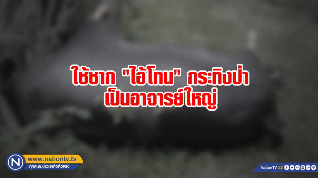 ใช้ซาก "ไอ้โทน" กระทิงป่าเป็นอาจารย์ใหญ่ ใช้ซาก "ไอ้โทน" กระทิงป่าเป็นอาจารย์ใหญ่
