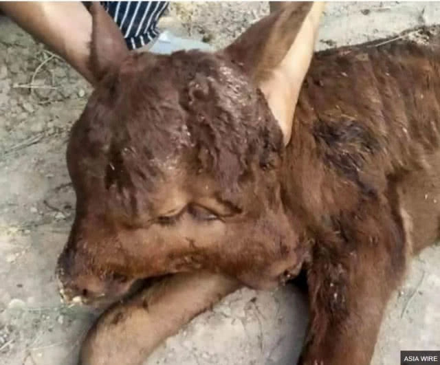 ลูกวัวกลายพันธุ์ในจีน!!! มีสองหน้า สองปาก สี่ตา และยังรอด