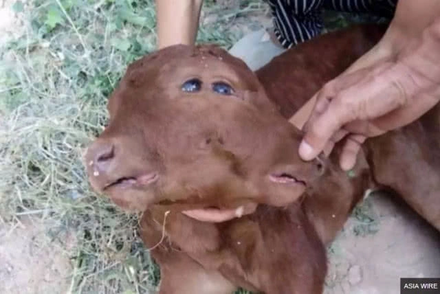 ลูกวัวกลายพันธุ์ในจีน!!! มีสองหน้า สองปาก สี่ตา และยังรอด