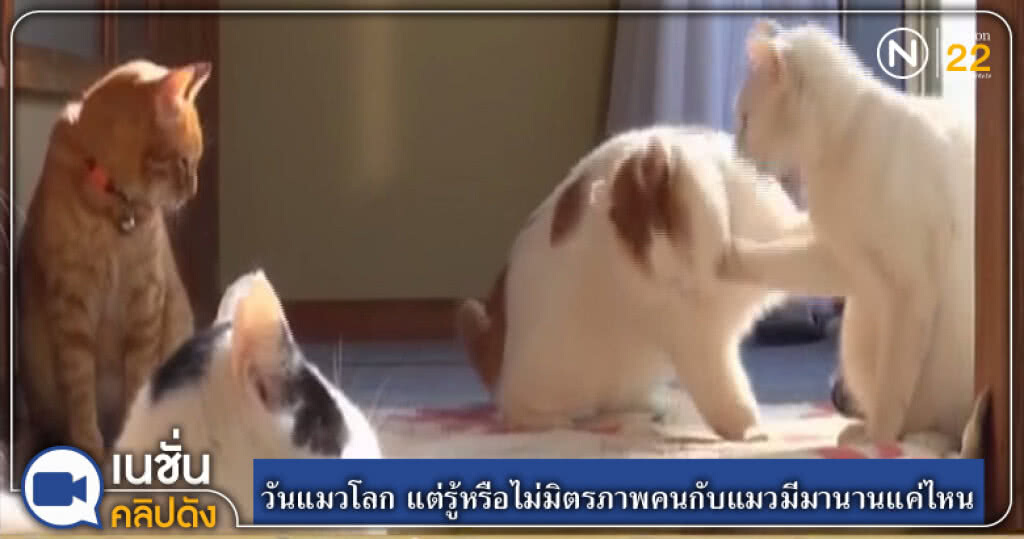 (คลิปข่าว) วันนี้วันแมวโลก แต่รู้หรือไม่มิตรภาพคนกับแมวมีมานานแค่ไหน (คลิปข่าว) วันนี้วันแมวโลก แต่รู้หรือไม่มิตรภาพคนกับแมวมีมานานแค่ไหน