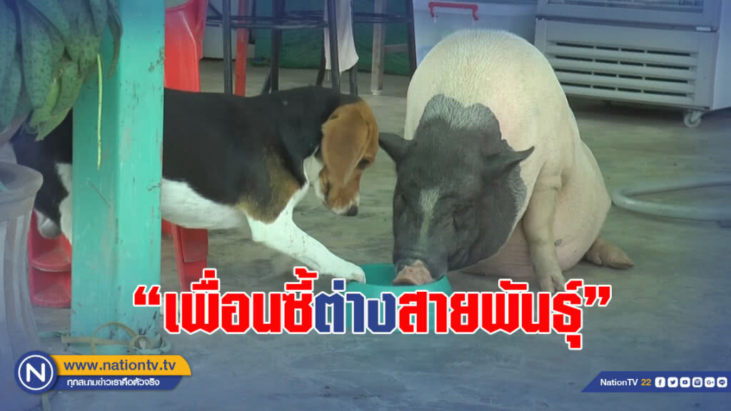 ความน่ารักของ "เพื่อนซี้ต่างสายพันธุ์" อาศัยอยู่ด้วยกันไม่เคยทำร้ายกันเลย