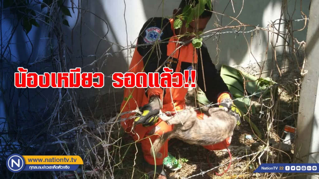 น้องเหมียวรอดแล้ว!! กู้ภัยโคราช เข้าช่วย หลังติดลวดหนาม