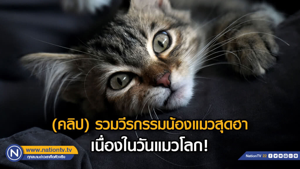 (คลิป) รวมวีรกรรมน้องแมวสุดฮา....เนื่องในวันแมวโลก! (คลิป) รวมวีรกรรมน้องแมวสุดฮา....เนื่องในวันแมวโลก!