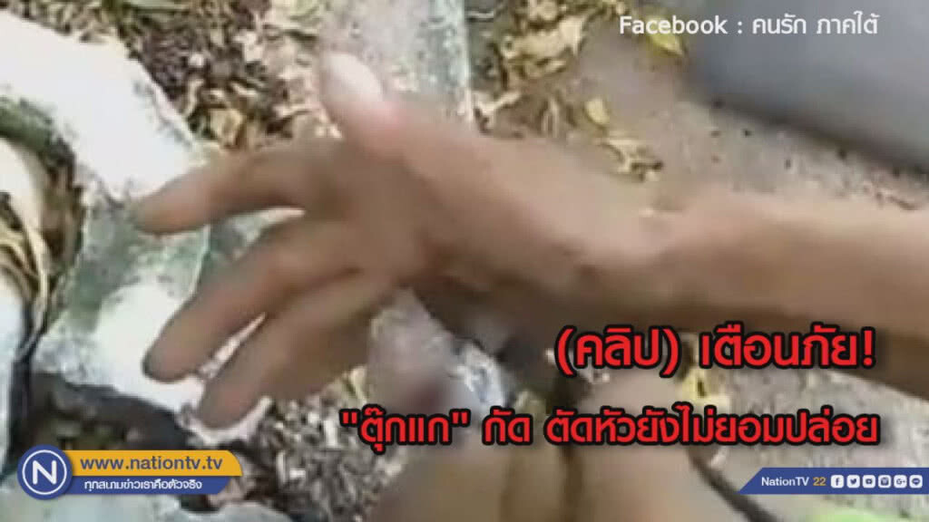 (คลิป) เตือนภัย! "ตุ๊กแก"กัด ตัวหาย...ยังไม่ยอมปล่อย (คลิป) เตือนภัย! "ตุ๊กแก"กัด ตัวหาย...ยังไม่ยอมปล่อย