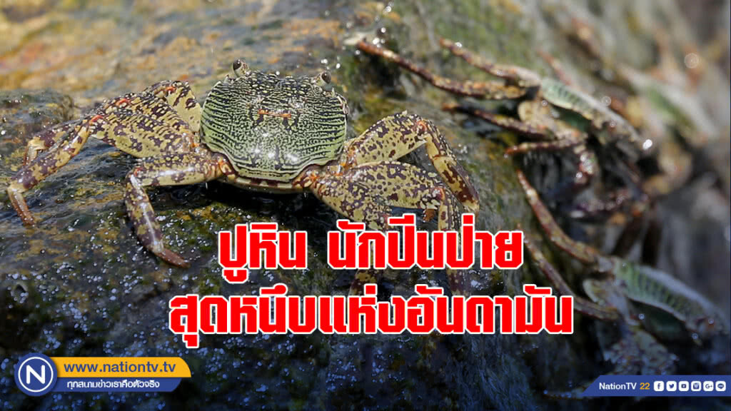 ปูหิน นักปีนป่ายสุดหนึบแห่งอันดามัน ปูหิน นักปีนป่ายสุดหนึบแห่งอันดามัน