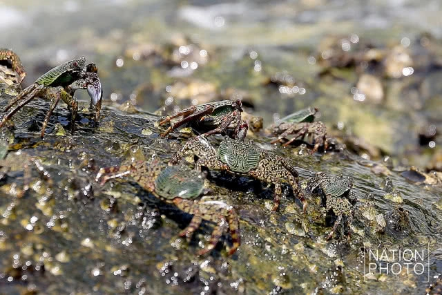 ปูหิน นักปีนป่ายสุดหนึบแห่งอันดามัน