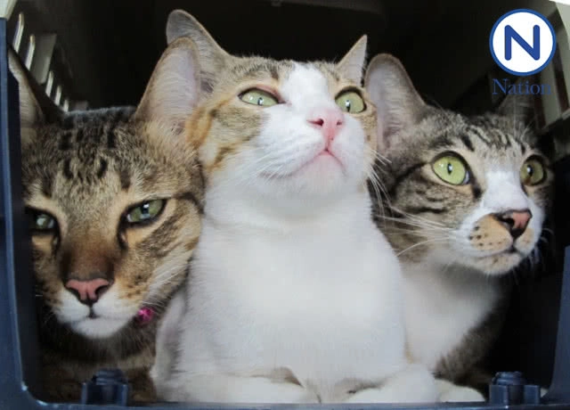 (คลิป) รวมวีรกรรมน้องแมวสุดฮา....เนื่องในวันแมวโลก!