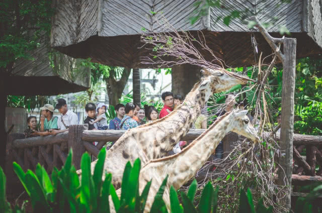 "สวนสัตว์ดุสิต" ยันปิดแน่! เตรียมย้ายไปที่ใหม่