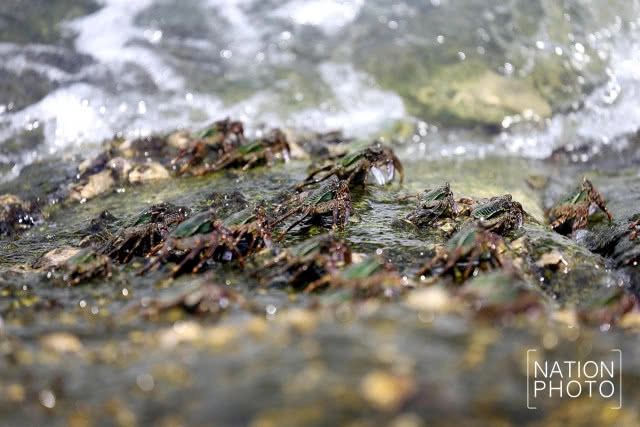 ปูหิน นักปีนป่ายสุดหนึบแห่งอันดามัน