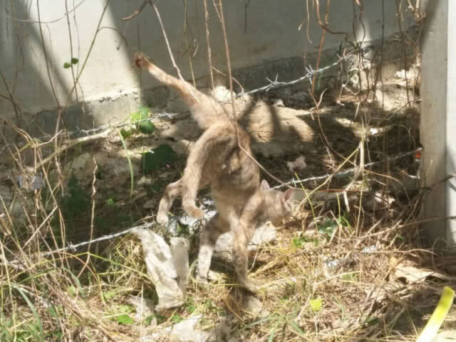 น้องเหมียวรอดแล้ว!! กู้ภัยโคราช เข้าช่วย หลังติดลวดหนาม