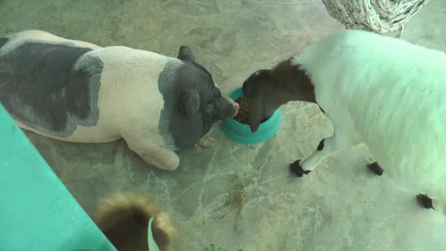 ความน่ารักของ "เพื่อนซี้ต่างสายพันธุ์" อาศัยอยู่ด้วยกันไม่เคยทำร้ายกันเลย