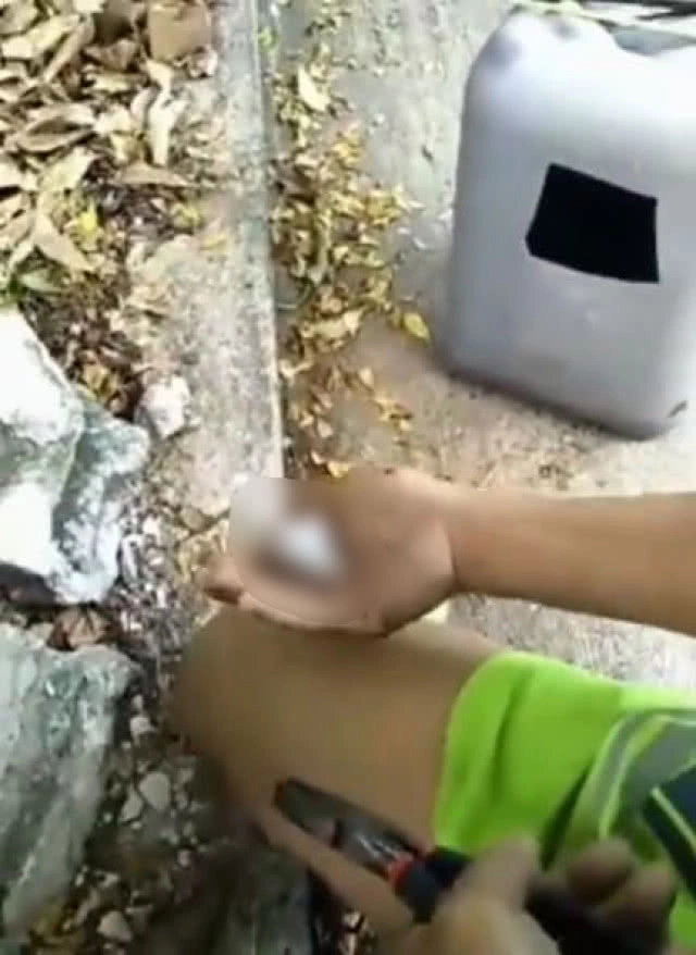 (คลิป) เตือนภัย! "ตุ๊กแก"กัด ตัวหาย...ยังไม่ยอมปล่อย