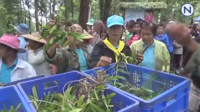ชาวแม่ฮ่องสอนร่วมปลูกกล้วยไม้สู่ป่าเนื่องในวันแม่แห่งชาติ