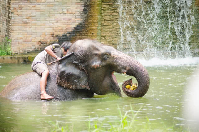 "สวนสัตว์ดุสิต" ยันปิดแน่! เตรียมย้ายไปที่ใหม่