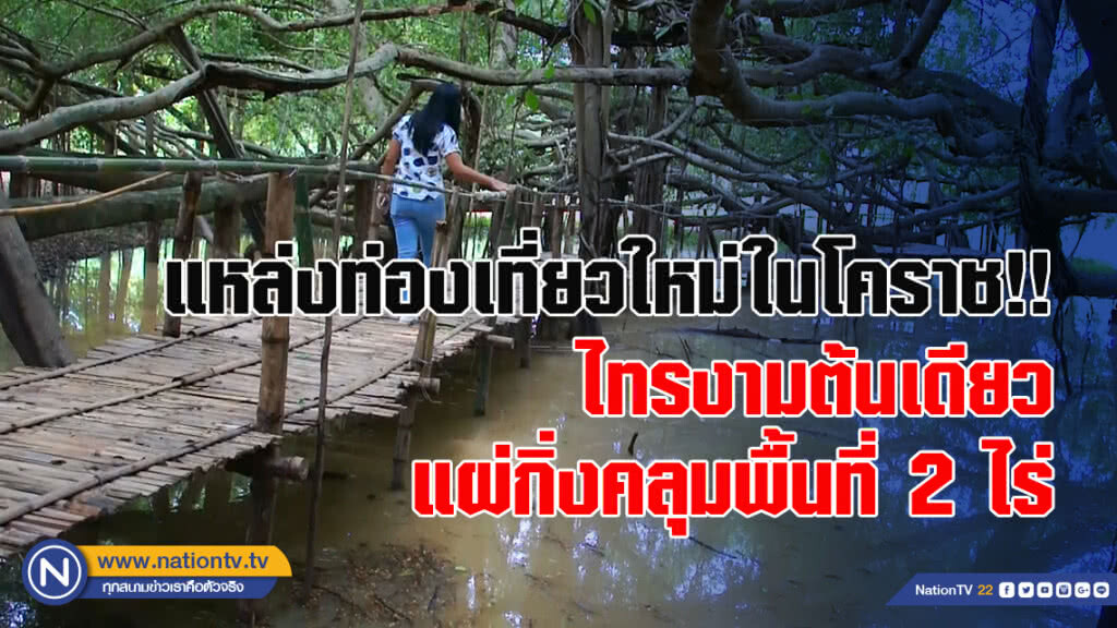แหล่งท่องเที่ยวใหม่ในโคราช!! ไทรงามต้นเดียว แผ่กิ่งคลุมพื้นที่ 2 ไร่