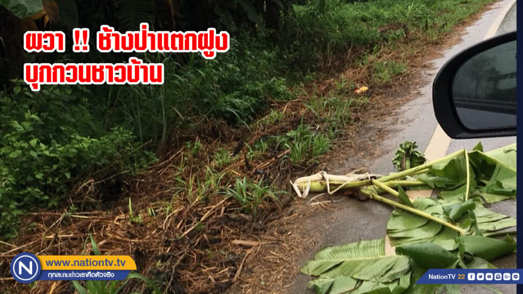 ผวา !! ช้างป่าแตกฝูงบุกกวนชาวบ้าน ผวา !! ช้างป่าแตกฝูงบุกกวนชาวบ้าน