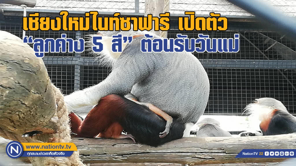 เชียงใหม่ไนท์ซาฟารี เปิดตัว "ลูกค่าง 5 สี" ต้อนรับวันแม่