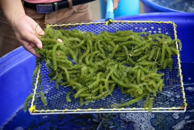 "ฟาร์มทะเลตัวอย่าง" ตามพระราชดำริสมเด็จพระบรมราชินีนาถ