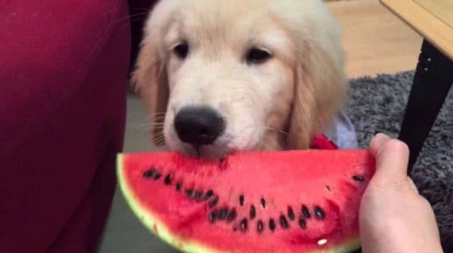 เทรนด์สุดฮิตในอเมริกา!!! แชร์คลิปหมากินแตงโมลงโซเชียล