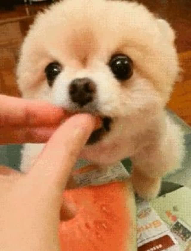 เทรนด์สุดฮิตในอเมริกา!!! แชร์คลิปหมากินแตงโมลงโซเชียล